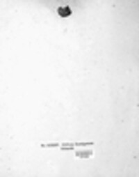 Monilinia fructigena image